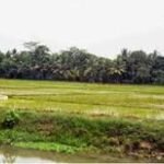 Sawah Sitaan KPK Di Kuasai Mantan Kades