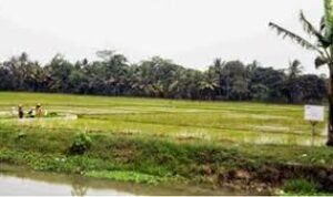 Sawah Sitaan KPK Di Kuasai Mantan Kades