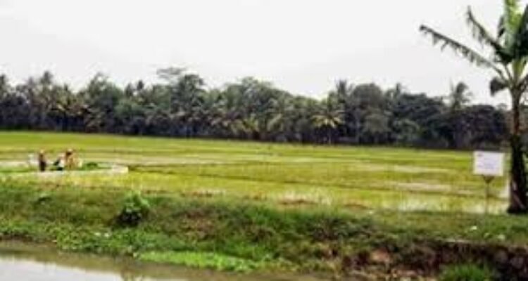 Sawah Sitaan KPK Di Kuasai Mantan Kades