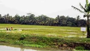 Sawah Sitaan KPK Di Kuasai Mantan Kades