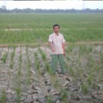 Ratusan Hektar Sawah Kekeringan, Kades Rancajaya Harapkan Perbaikan Sekunder