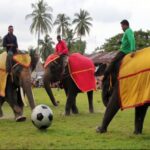 Pemprov-Lampung-Akan-Gelar-Atraksi-Gajah-di-Festival-Way-Kambas-2017