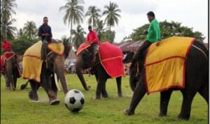 Pemprov-Lampung-Akan-Gelar-Atraksi-Gajah-di-Festival-Way-Kambas-2017