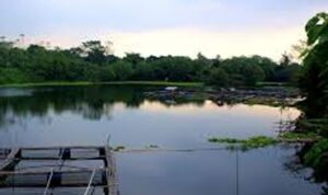 Diduga, Oknum Kepala SD Kamarung Kuasai Situ Pemerintah