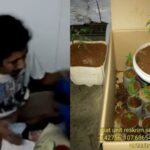 Polisi Berhasil Ungkap Penanaman Ganja