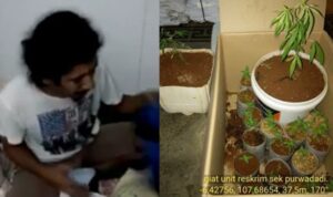 Polisi Berhasil Ungkap Penanaman Ganja