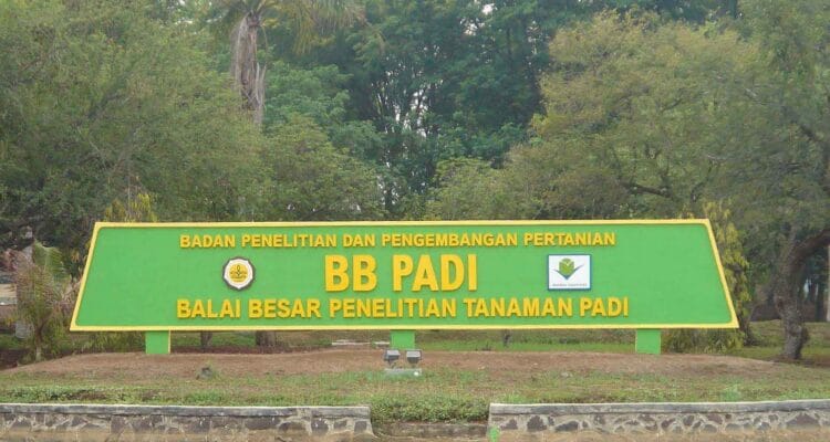 bb padi
