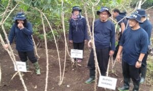 Panen Tanam Bersama Ubi Kayu