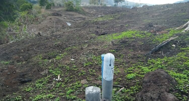 Diduga Perkebunan PTPN X11 Pasewaran Wongsorejo Memakan Lahan Perhutani KPH Utara