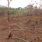 LMDH Memprihatin Terjadinya Penebangan Liar Di Sekitar Kawasan Hutan Conto
