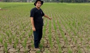 Waspadai Puncak Musim Kemarau Pada Bulan Agustus Mendatang