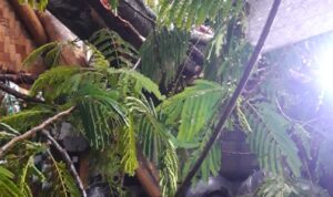 IMG-20201126-WA0007