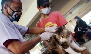 Vaksin-Rabies.jpg