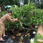 Kang Akur Turut Evakuasi Pohon Tumbang1
