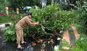 Kang Akur Turut Evakuasi Pohon Tumbang1