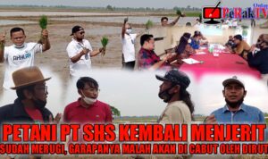Petani Penggarap PT SHS Menjerit Lagi, (Part 1) Petani Merasa Ditipu Akibat Tanam Hibrida Petani Penggarap PT SHS Menjerit Lagi, (Part 1) Petani Merasa Ditipu Akibat Tanam Hibrida