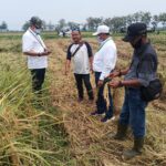 Petani Penggarap PT SHS Menjerit Lagi, (Part 3) Alasan Tak Produktif, Dirut PT SHS Cabut Ribuan Hektar Lahan Garapan Petani