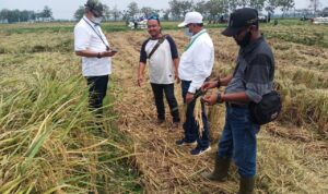 Petani Penggarap PT SHS Menjerit Lagi, (Part 3) Alasan Tak Produktif, Dirut PT SHS Cabut Ribuan Hektar Lahan Garapan Petani