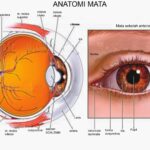Tips 10 Metode Melindungi Kesehatan Mata Tips 10 Metode Melindungi Kesehatan Mata