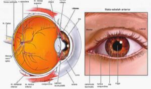 Tips 10 Metode Melindungi Kesehatan Mata