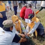 PT Bio Farma Kolaborasi Warga Legonwetan Tanam 10.000 Mangrove
