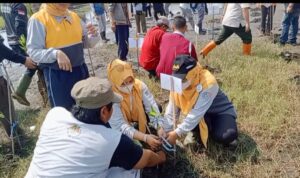 PT Bio Farma Kolaborasi Warga Legonwetan Tanam 10.000 Mangrove