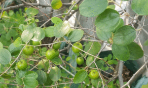 Daun Bidara Punya Banyak Manfaat Untuk Kesehatan