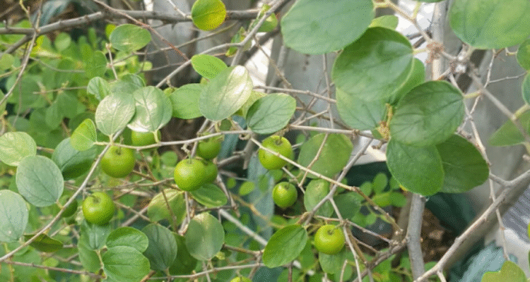 Daun Bidara Punya Banyak Manfaat Untuk Kesehatan