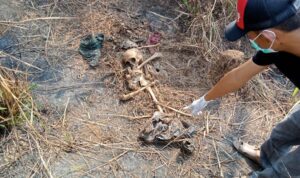 Penemuan Tulang Belulang Manusia di Kebun Tebu Gegerkan Warga Desa Gembor