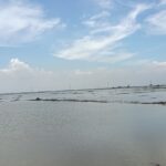Akibat Banjir, Ratusan Hektar Sawah di Subang Utara Terancam Gagal Panen