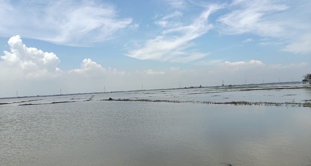 Akibat Banjir, Ratusan Hektar Sawah di Subang Utara Terancam Gagal Panen