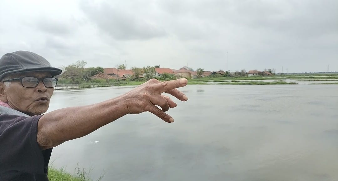 Akibat Banjir, Ratusan Hektar Sawah di Subang Utara Terancam Gagal Panen1