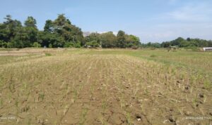 Alami Kekeringan, Petani Susukan Hilir Terancam Gagal Panen