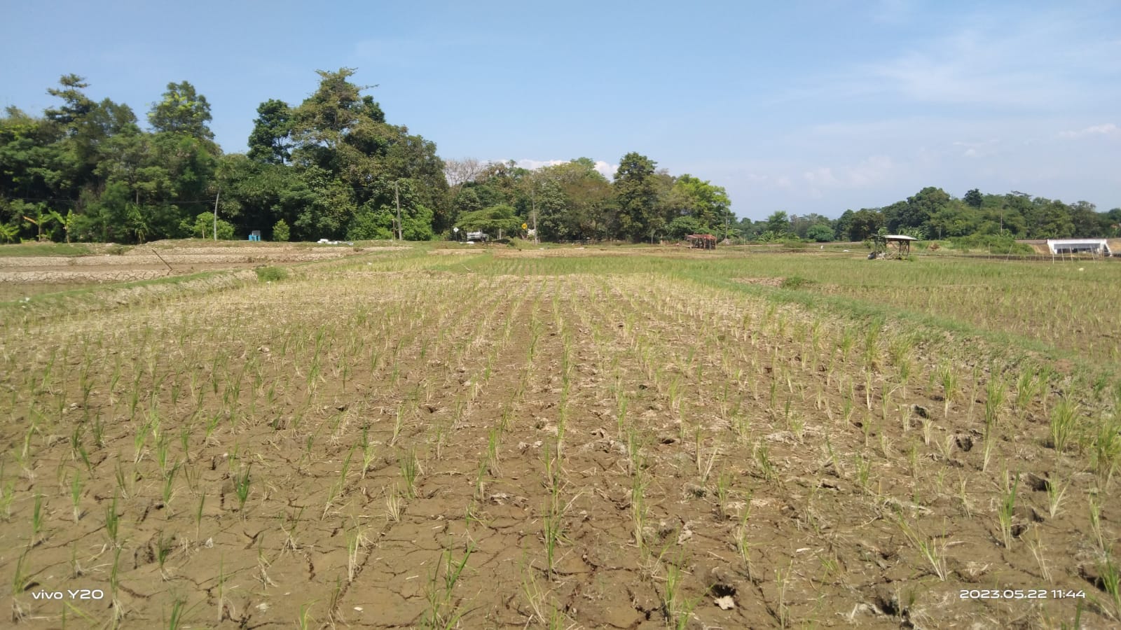 Alami Kekeringan, Petani Susukan Hilir Terancam Gagal Panen