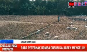 Para Peternak Domba Desa Sukamandijaya Mengeluh Tak Pernah Dapat Bantuan Apapun Dari Pemerintah Para Peternak Domba Desa Sukamandijaya Mengeluh Tak Pernah Dapat Bantuan Apapun Dari Pemerintah
