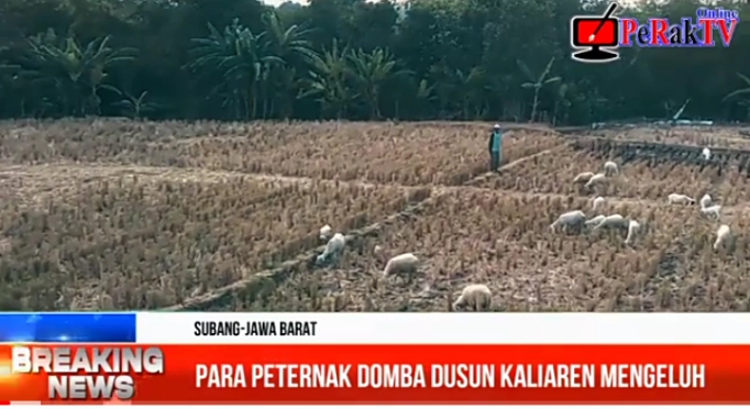 Para Peternak Domba Desa Sukamandijaya Mengeluh Tak Pernah Dapat Bantuan Apapun Dari Pemerintah