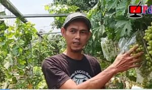 Petani Anggur Milenial Sukamandijaya Butuh Perhatian Pemerintah Petani Anggur Milenial Sukamandijaya Butuh Perhatian Pemerintah