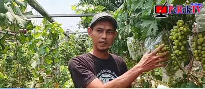 Petani Anggur Milenial Sukamandijaya Butuh Perhatian Pemerintah