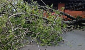 Pohon Tumbang di Subang Kota Telan Korban Lagi